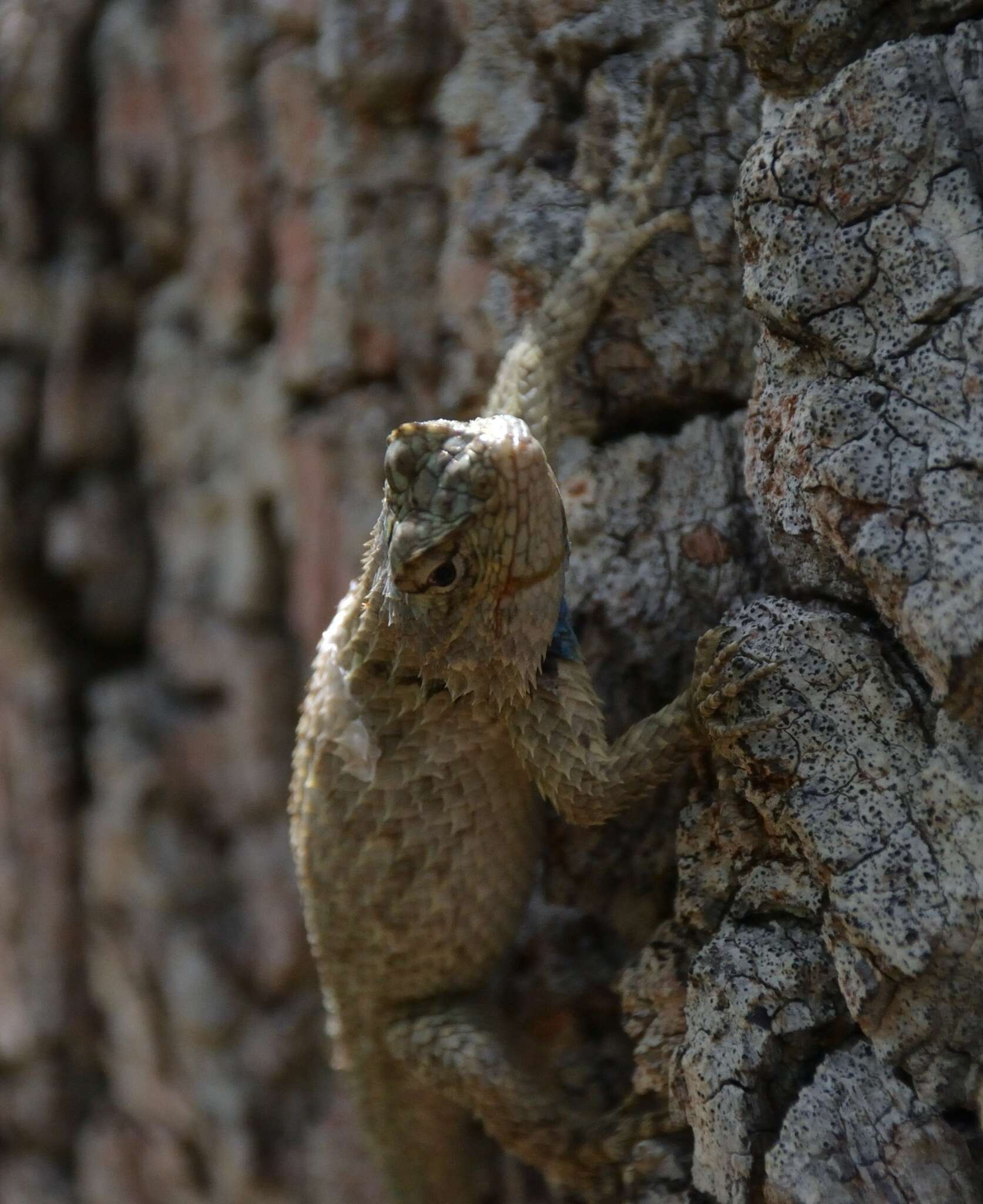 Image of Sceloporus lundelli lundelli Smith 1939