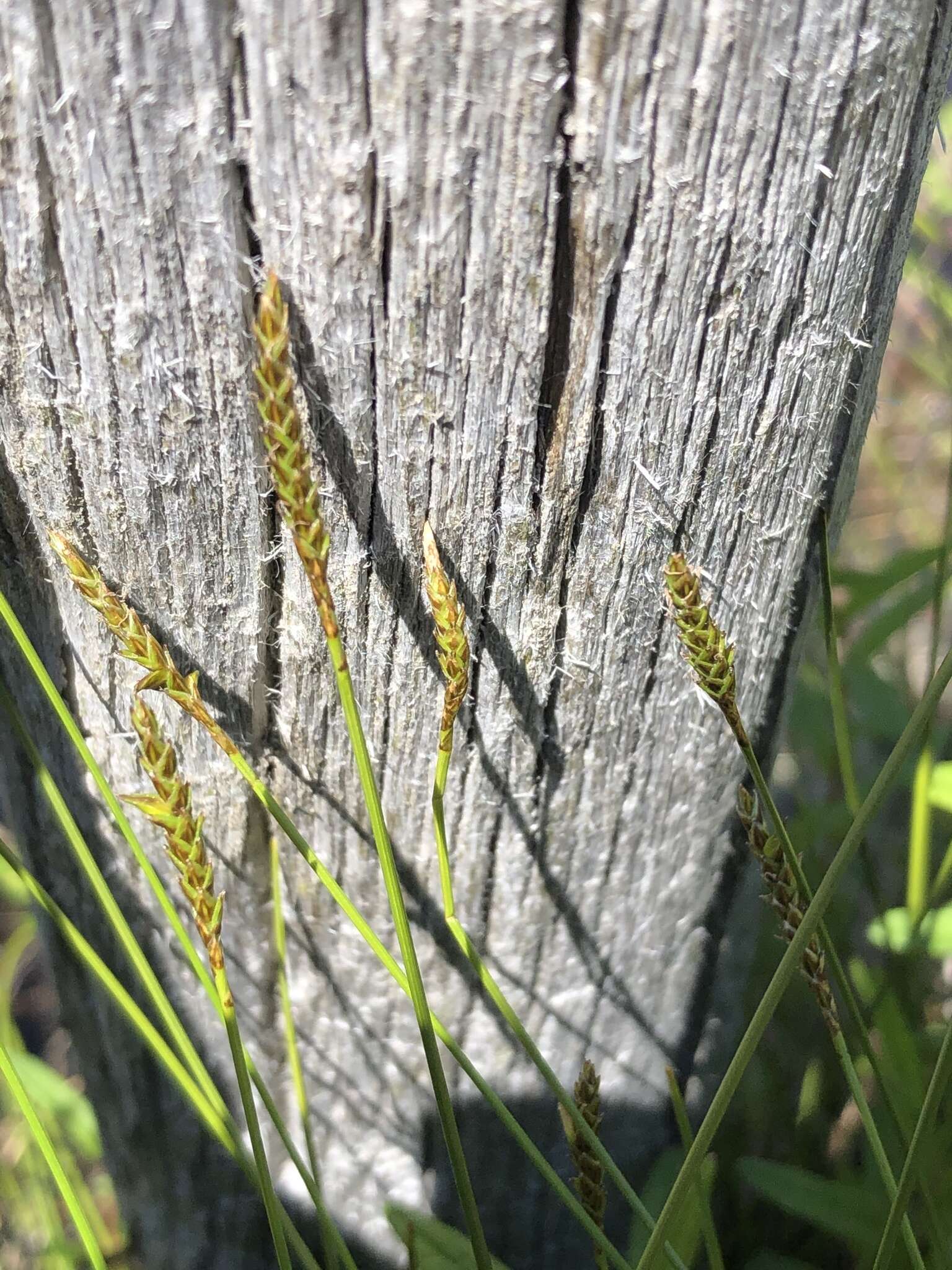 Image of Coastal sedge