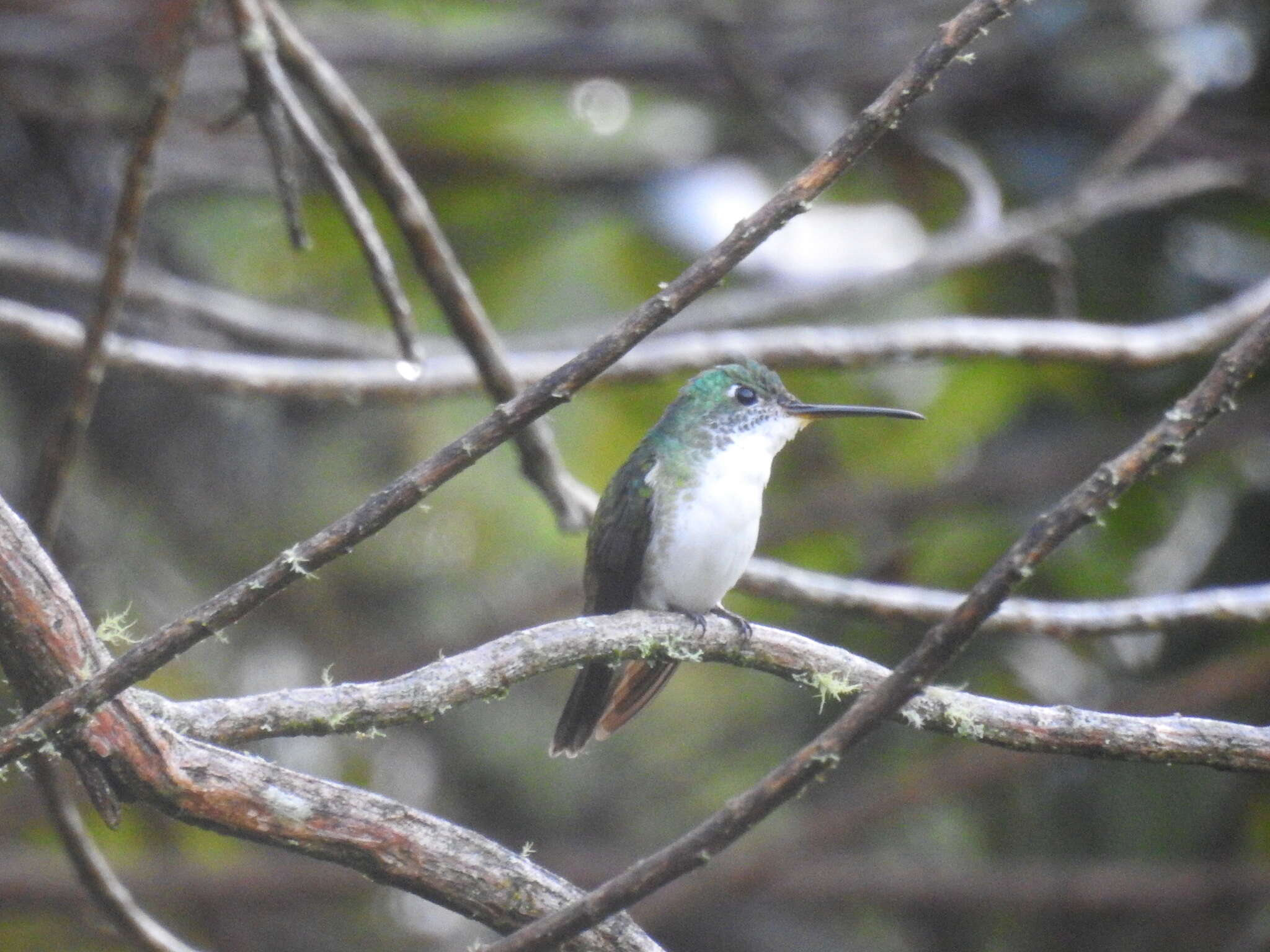 Image of Andean Emerald