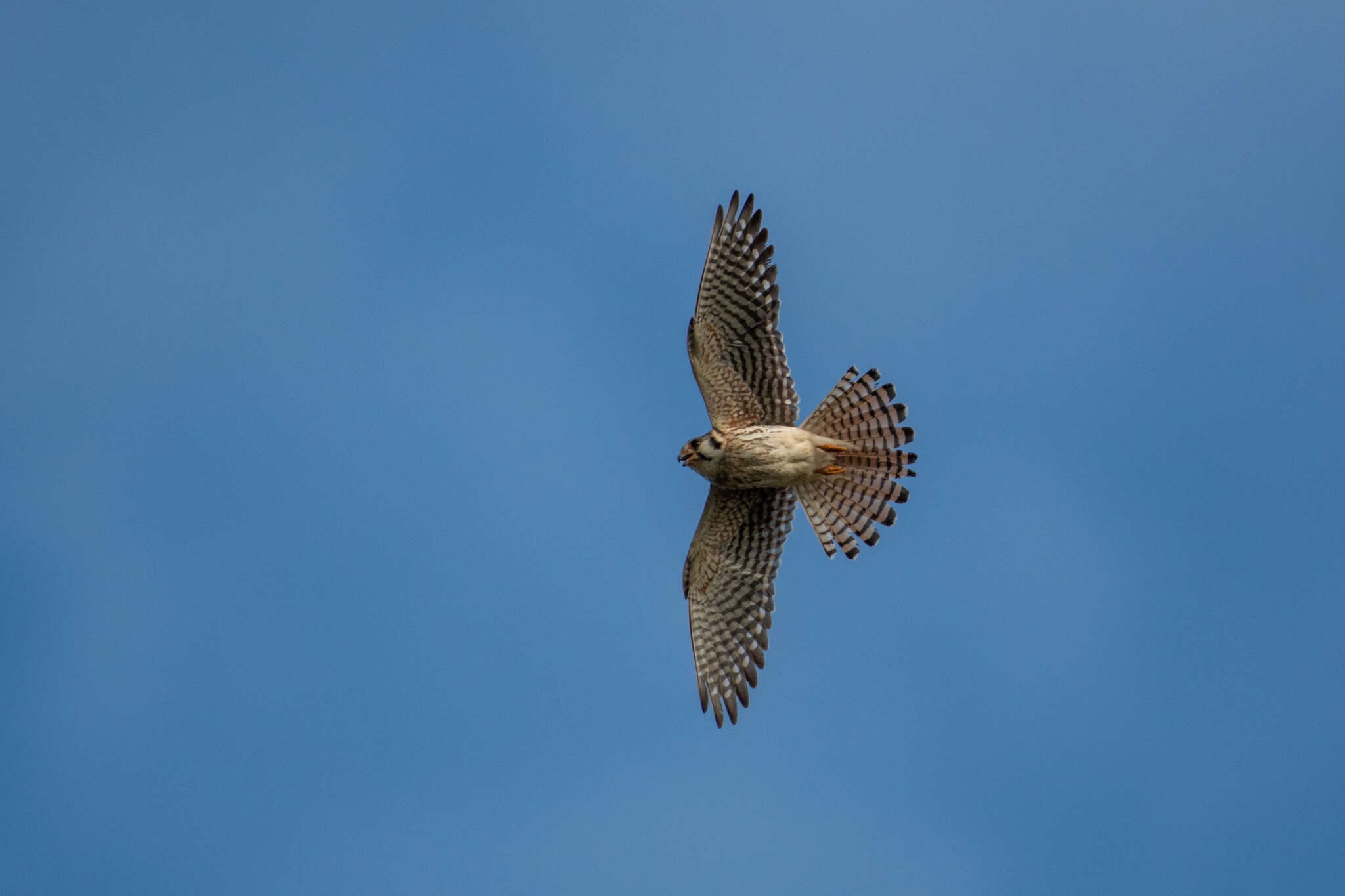 Image of Little Sparrow Hawk