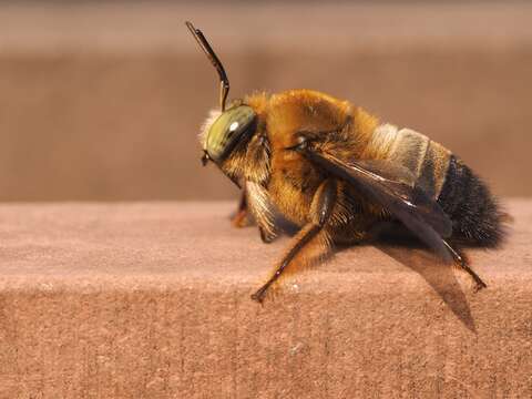 Image de Xylocopa dejeanii Lepeletier 1841