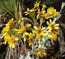 Image de Senecio lineatus (L. fil.) DC.