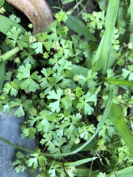 Image of Hydrocotyle batrachium Hance