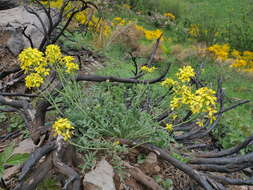 Imagem de Coincya monensis subsp. cheiranthos (Vill.) Aedo, Leadlay & Muñoz Garm.