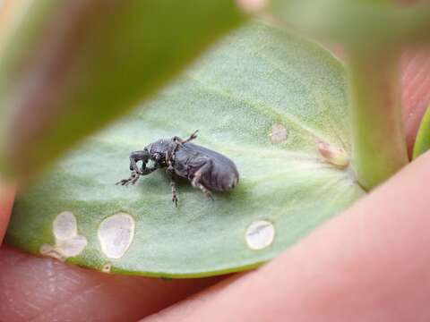 Mecinus janthiniformis Tosevski & Caldara ex Tosevski, Caldara, Jovic & Hernández-Vera resmi