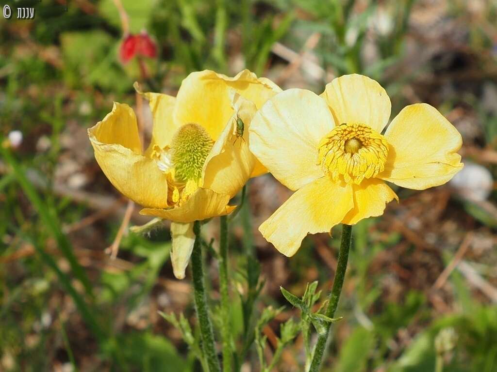 Image of Ranunculus asiaticus