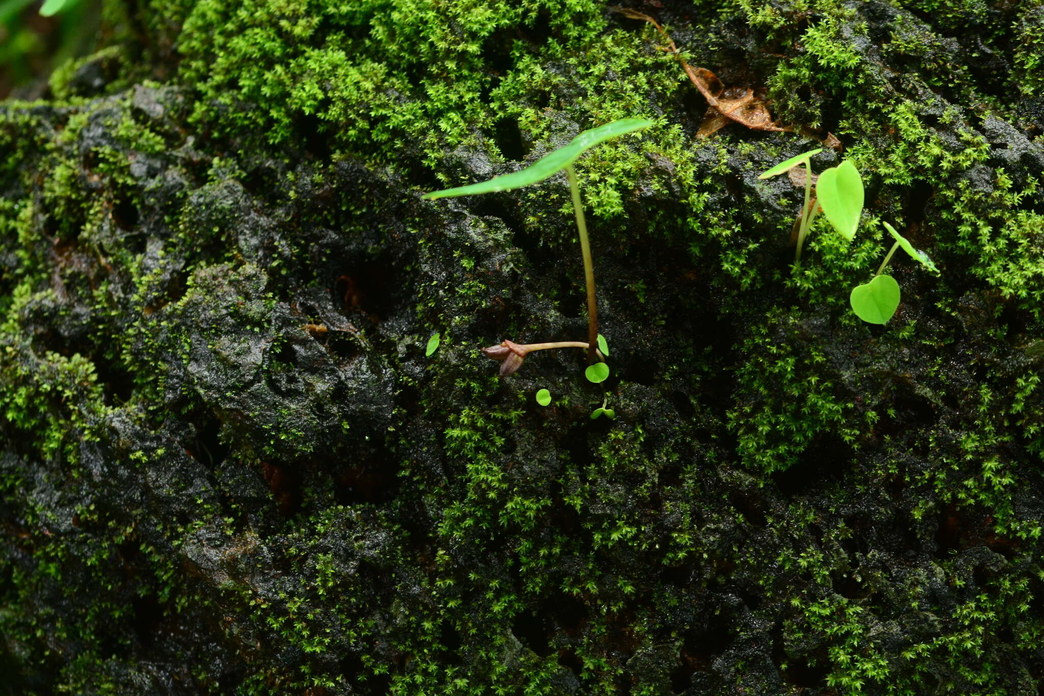 Image of Ariopsis peltata Nimmo