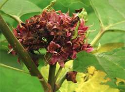 Clerodendrum chinense (Osbeck) Mabb. resmi