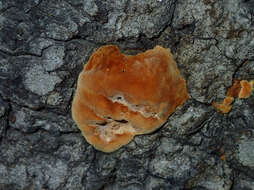 صورة Phellinus gilvus (Schwein.) Pat. 1900