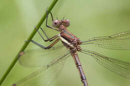 Image of Great Spreadwing