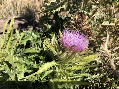 Imagem de Cirsium eatonii var. peckii (L. F. Henderson) D. J. Keil