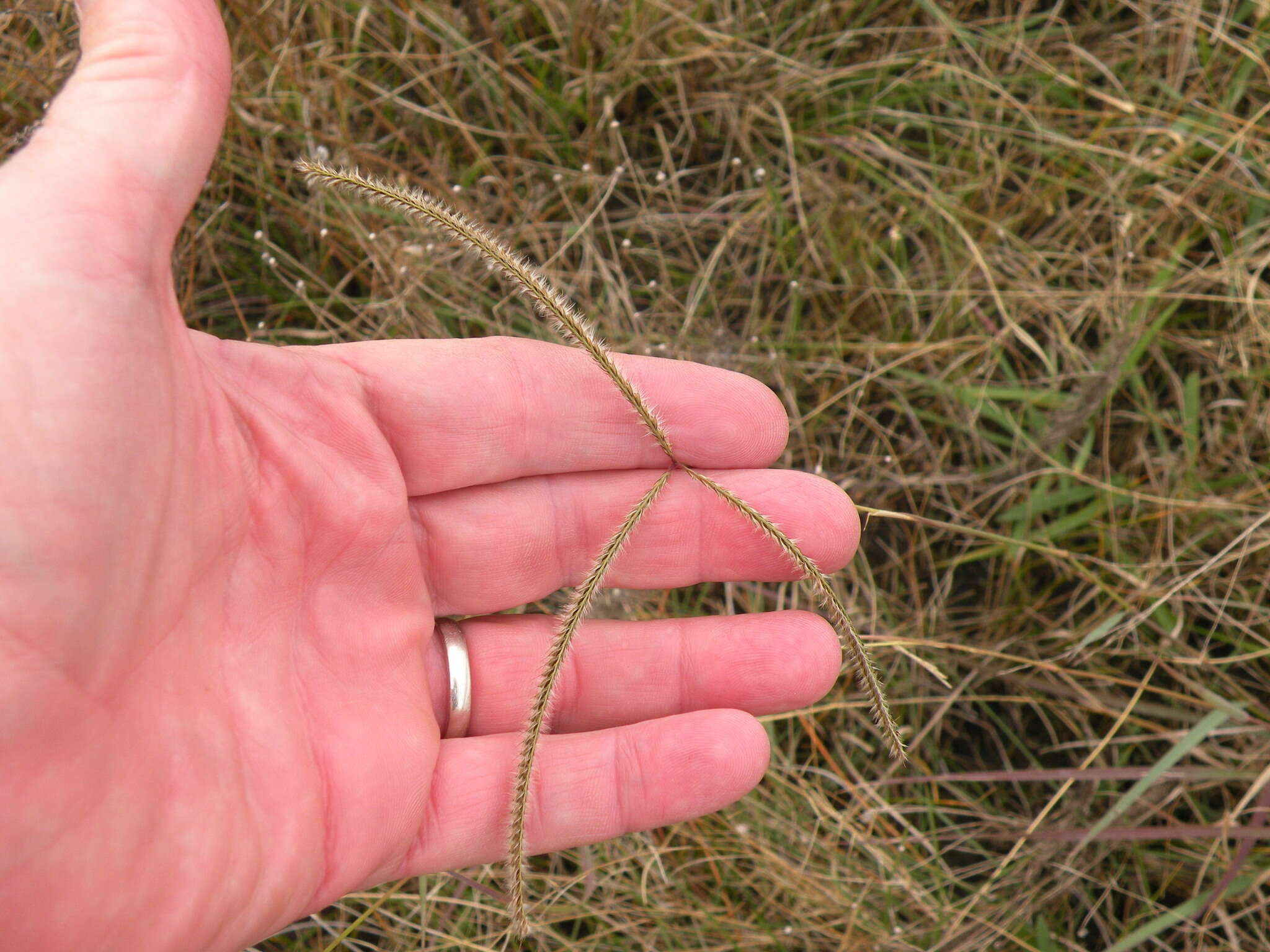 Image of Paraguayan windmill grass