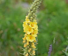 Image of denseflower mullein