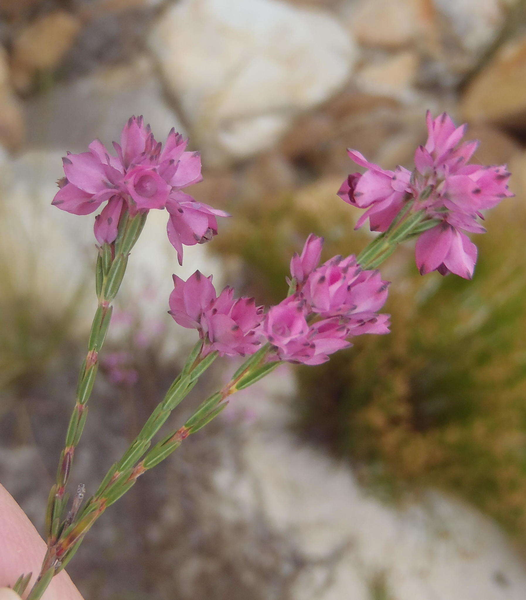 Image of Erica corifolia var. bracteata (Thunb.) Dulfer