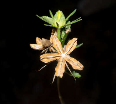 Image of Hibiscus jaliscensis P. A. Fryxell