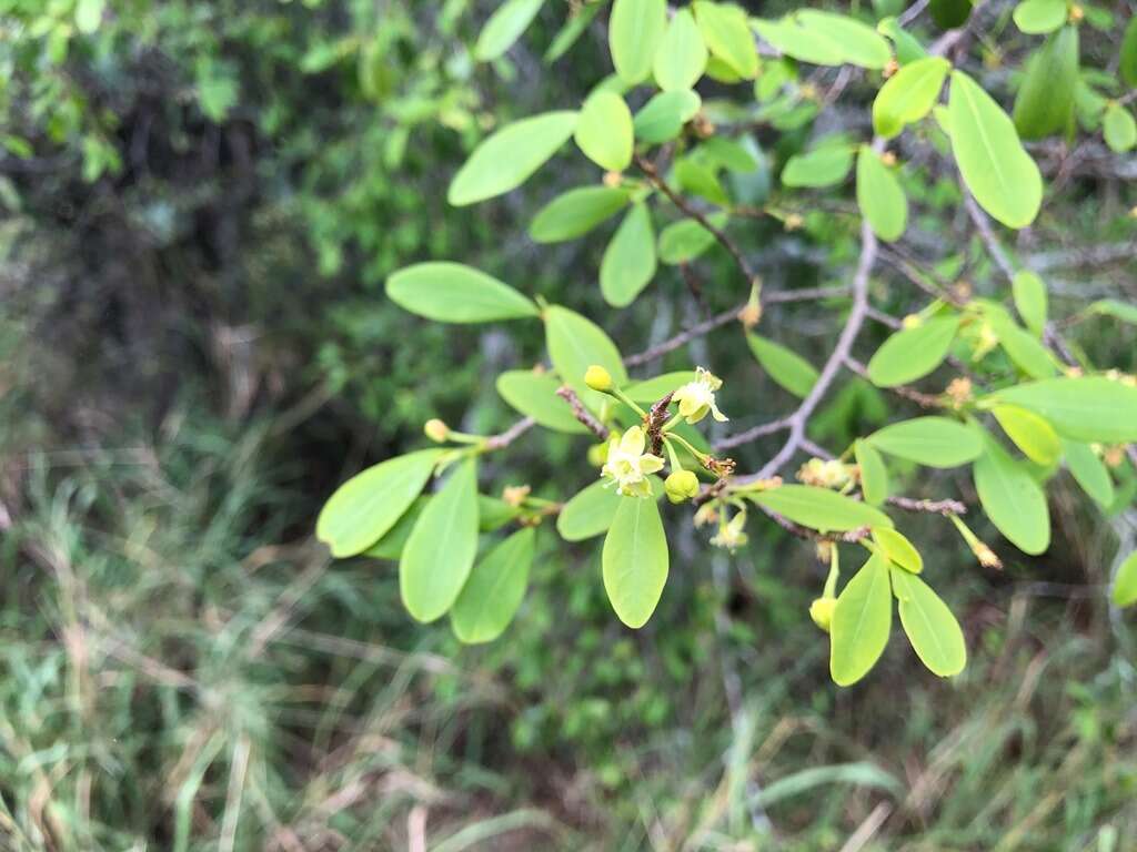 Image of Erythroxylum australe F. Müll.