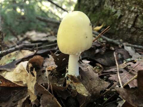 Image of Amanita russuloides (Peck) Sacc. 1887