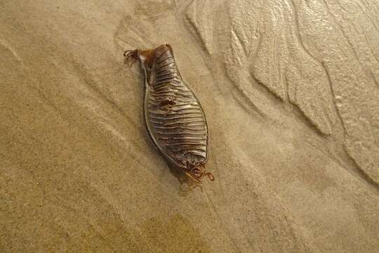 Image of Australian Swellshark