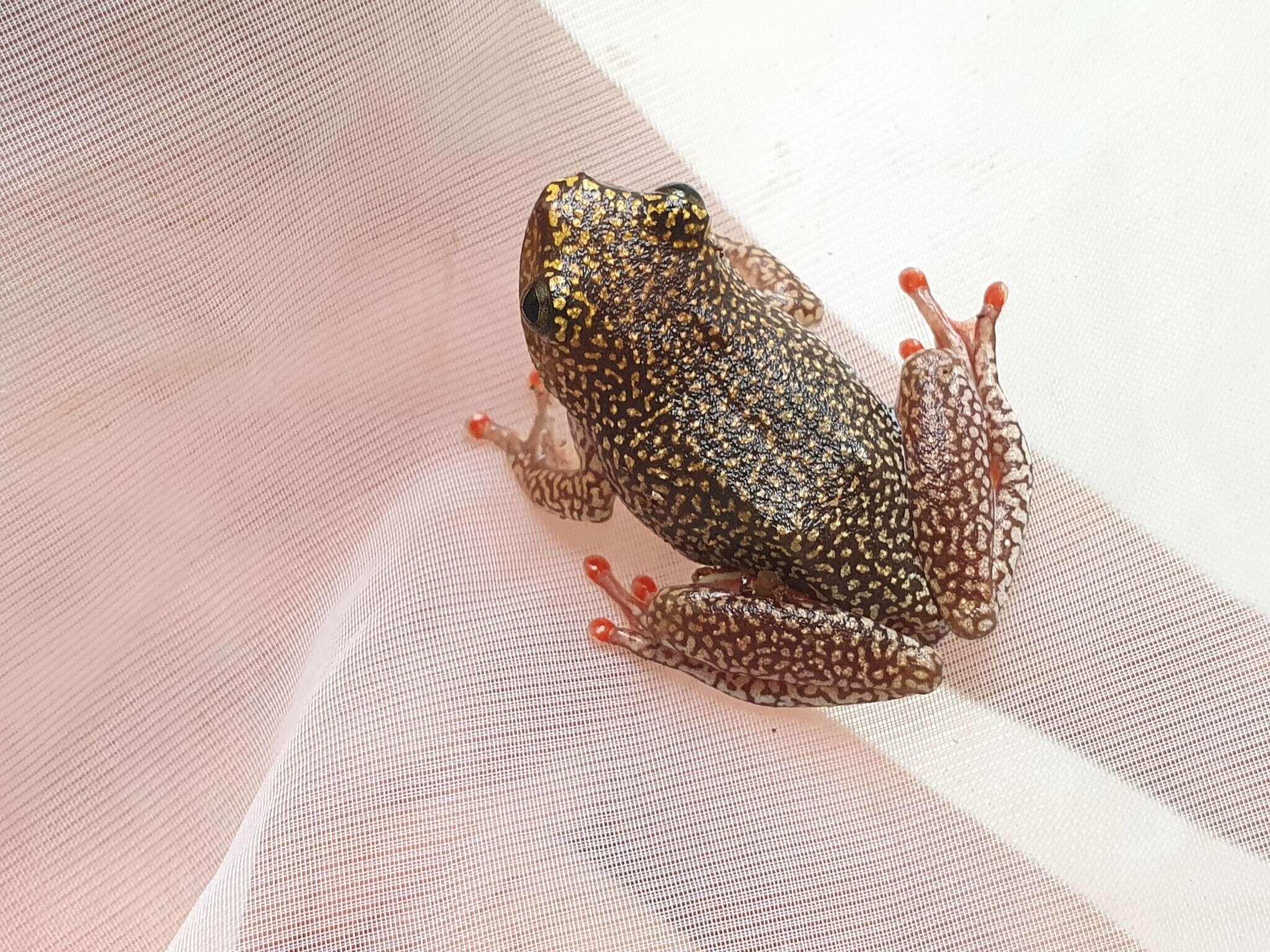 Image of Dotted Reed Frog