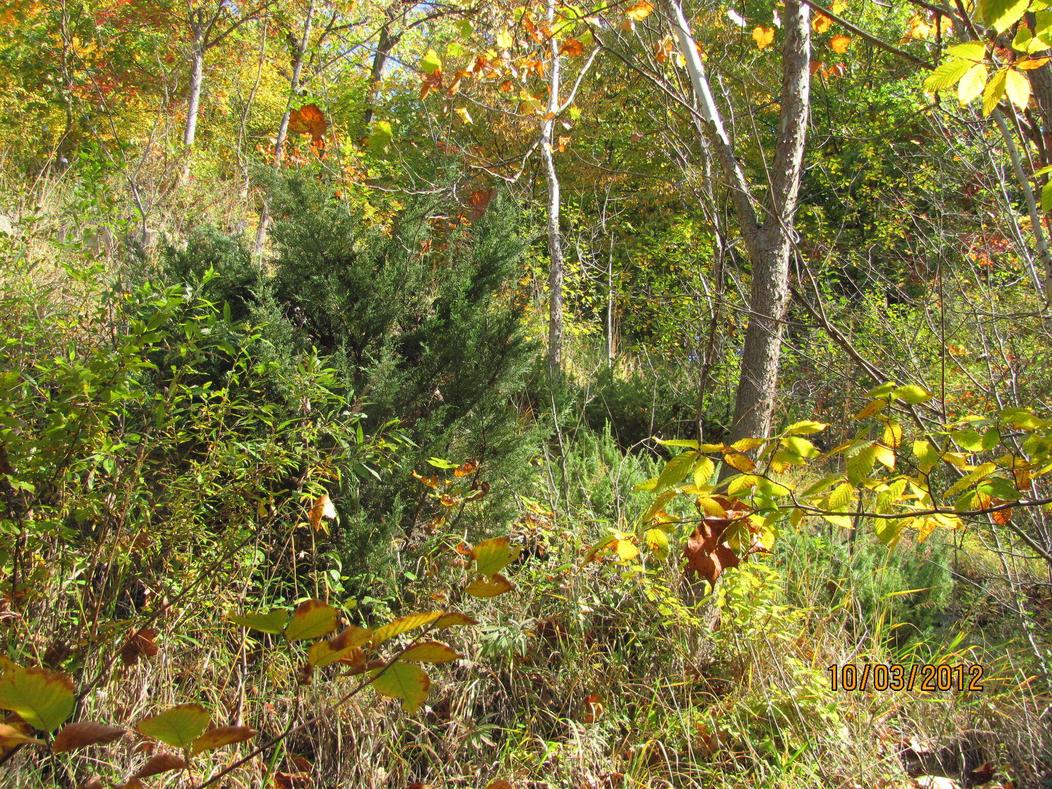 Image of Chinese Juniper