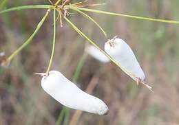 Image of Testicularia