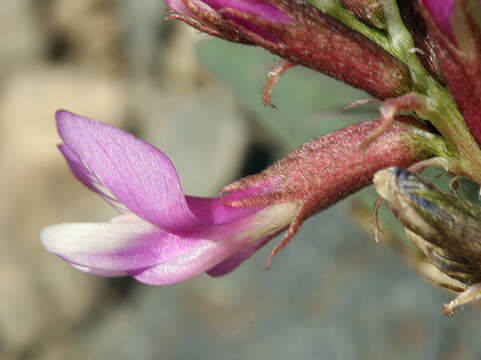 صورة Astragalus cimae var. sufflatus Barneby