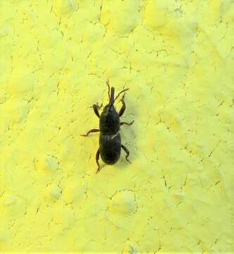 Image of Wheat weevil