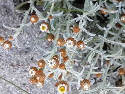 Image of Helichrysum cochleariforme DC.