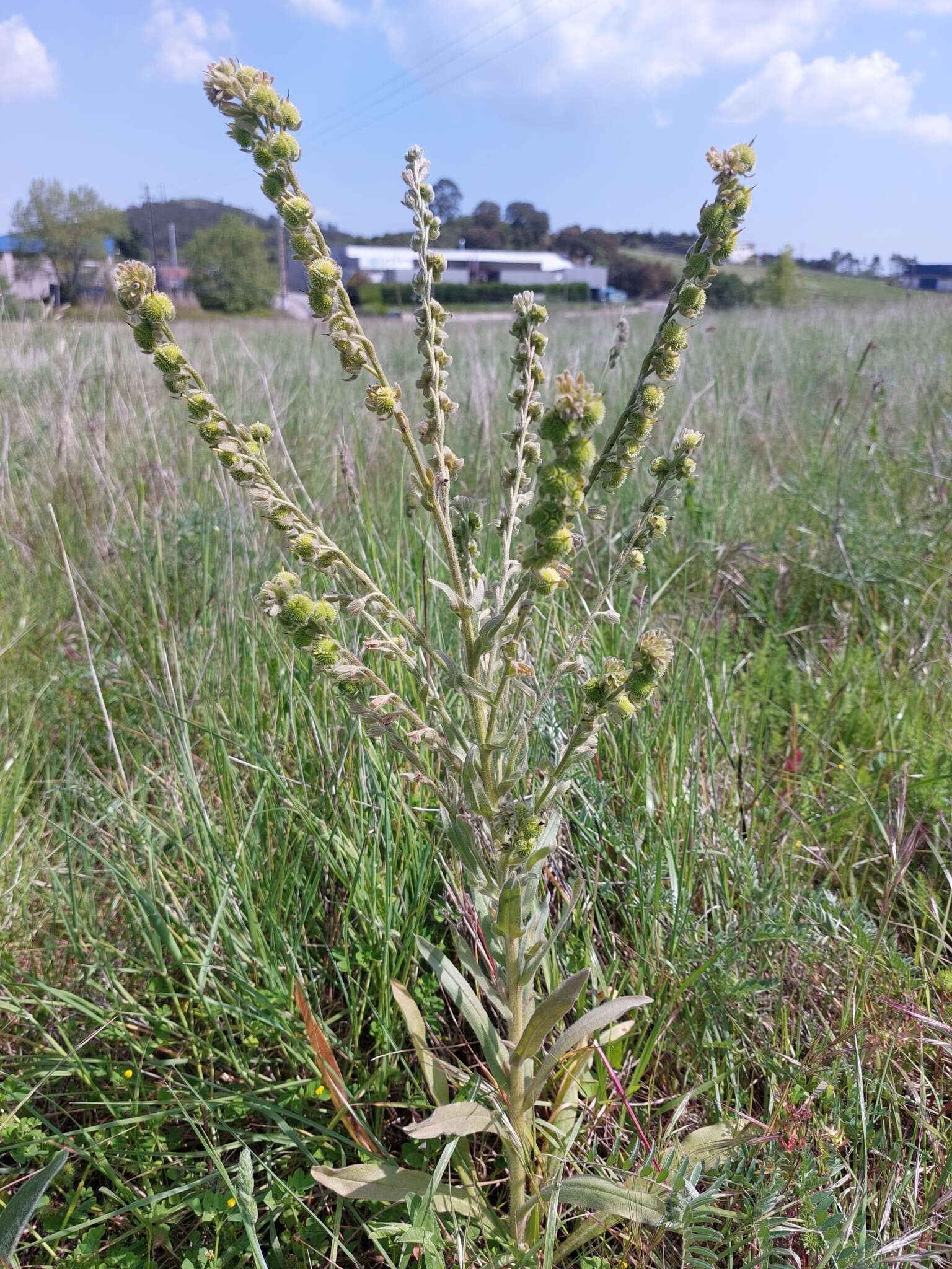 Image of Cynoglossum clandestinum Desf.