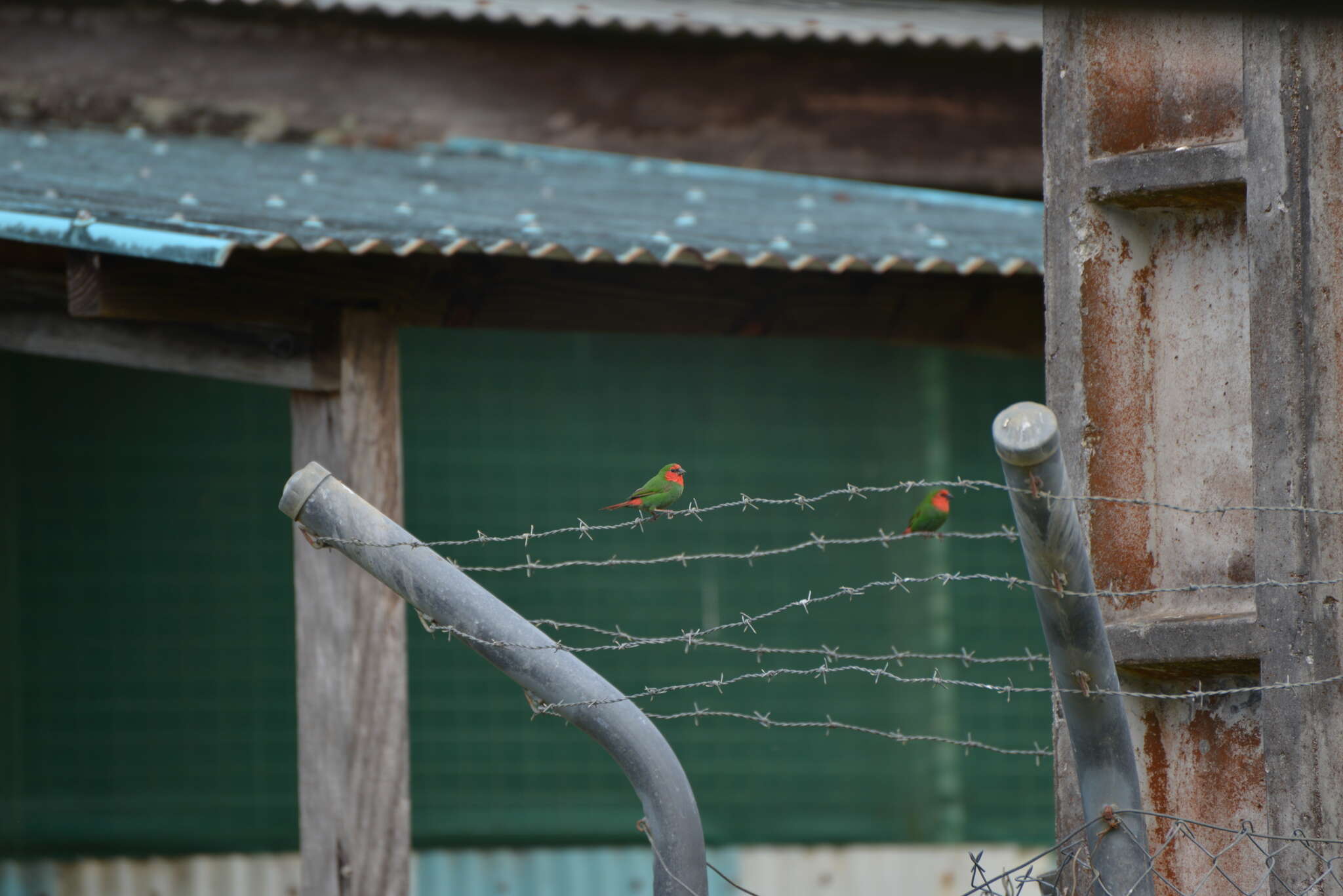 Image of Red-throated Parrot-Finch