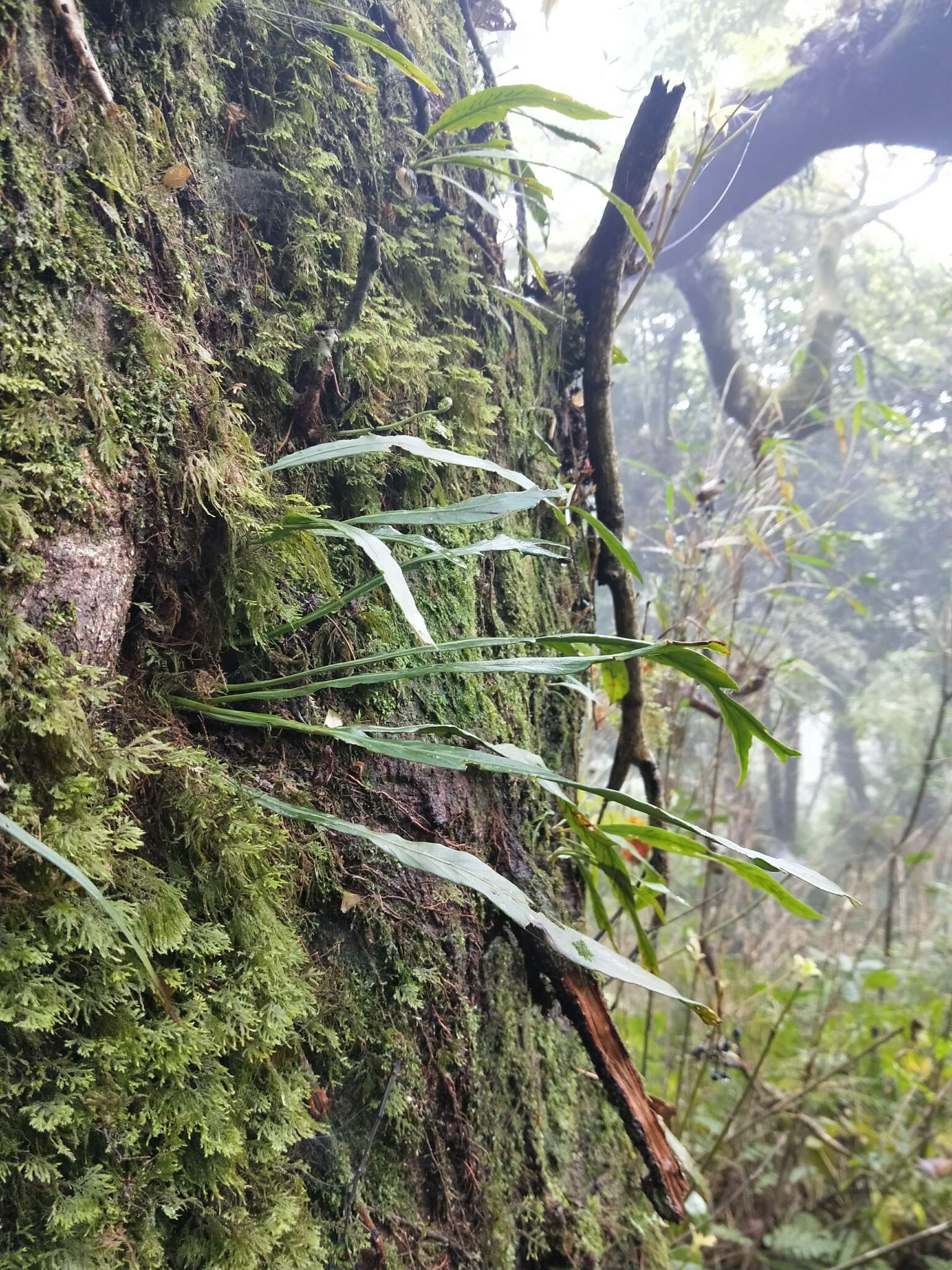 Imagem de Asplenium ensiforme Wall.