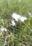 Image of tall cottongrass