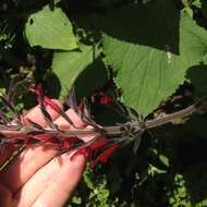 Image of Mexican sage