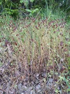 Слика од Trifolium spadiceum L.