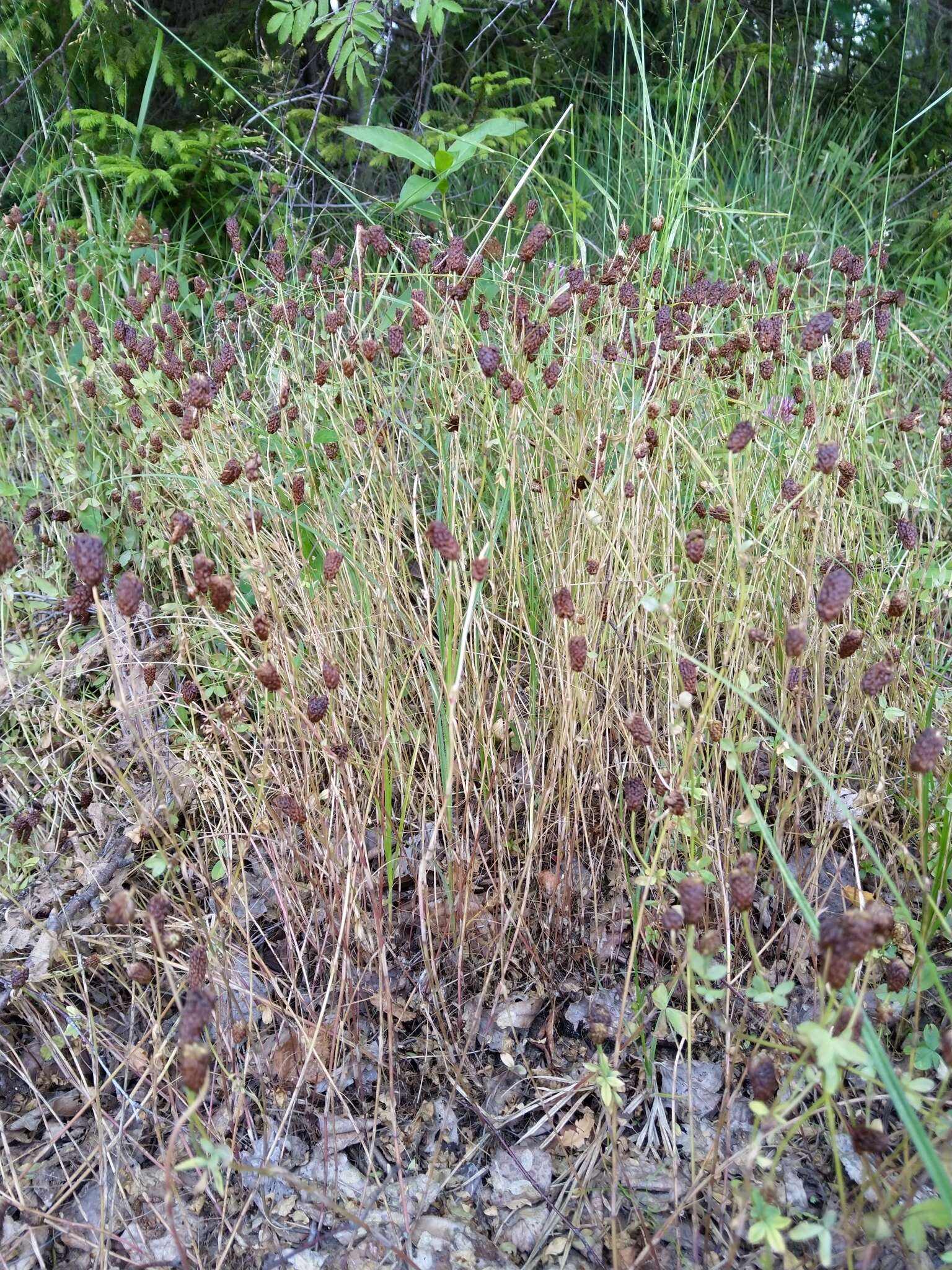 Image of brown moor clover