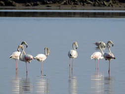 Imagem de Phoenicopterus roseus Pallas 1811