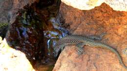 Image of Southern Rock Lizard