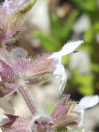 Image de Stachys pilosa var. pilosa