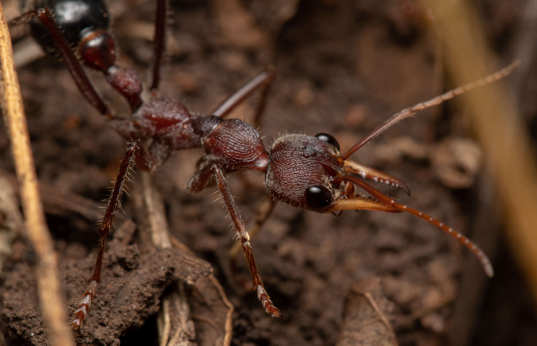 صورة Myrmecia flavicoma Roger 1861