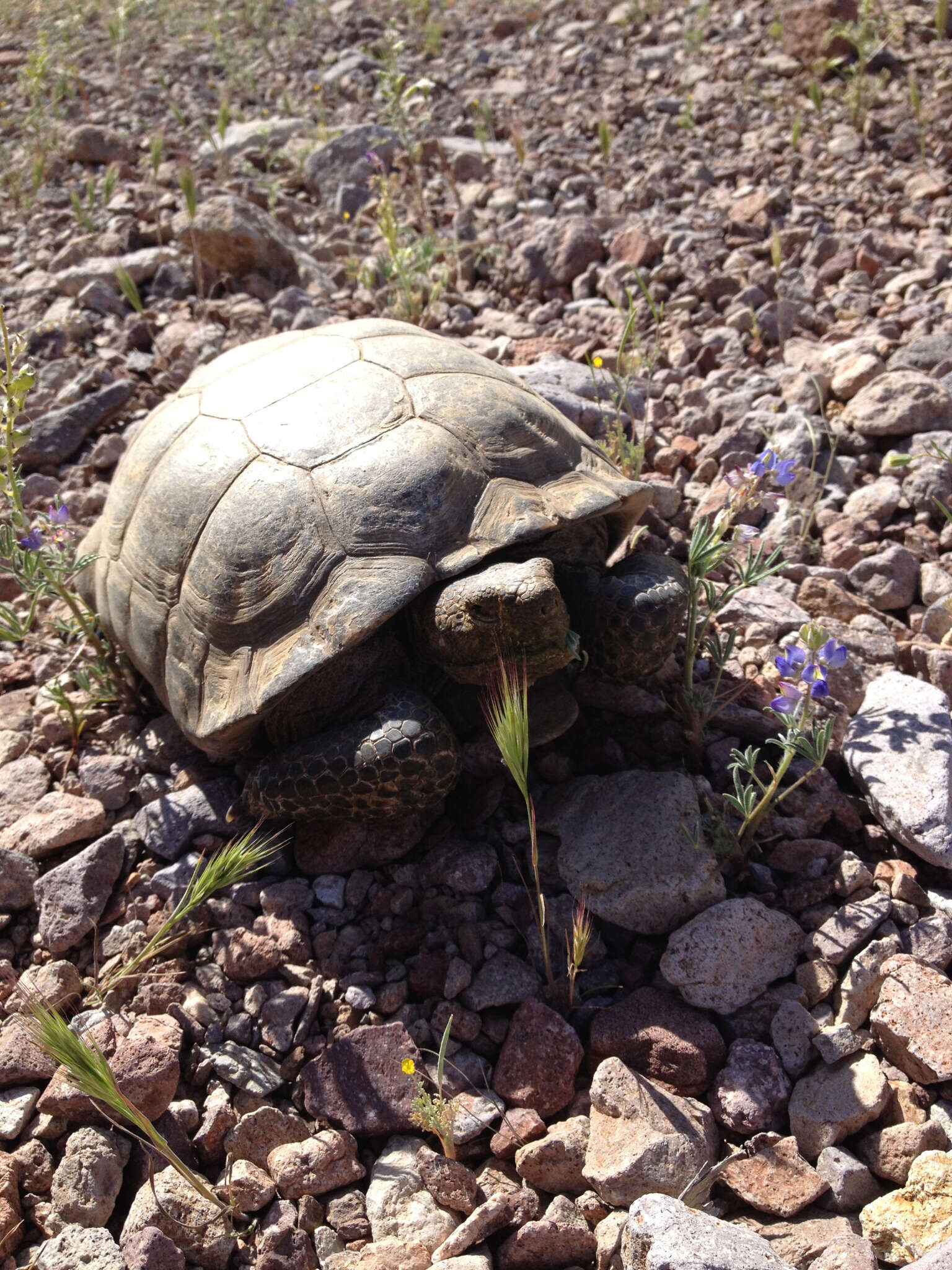 Image of desert tortoise