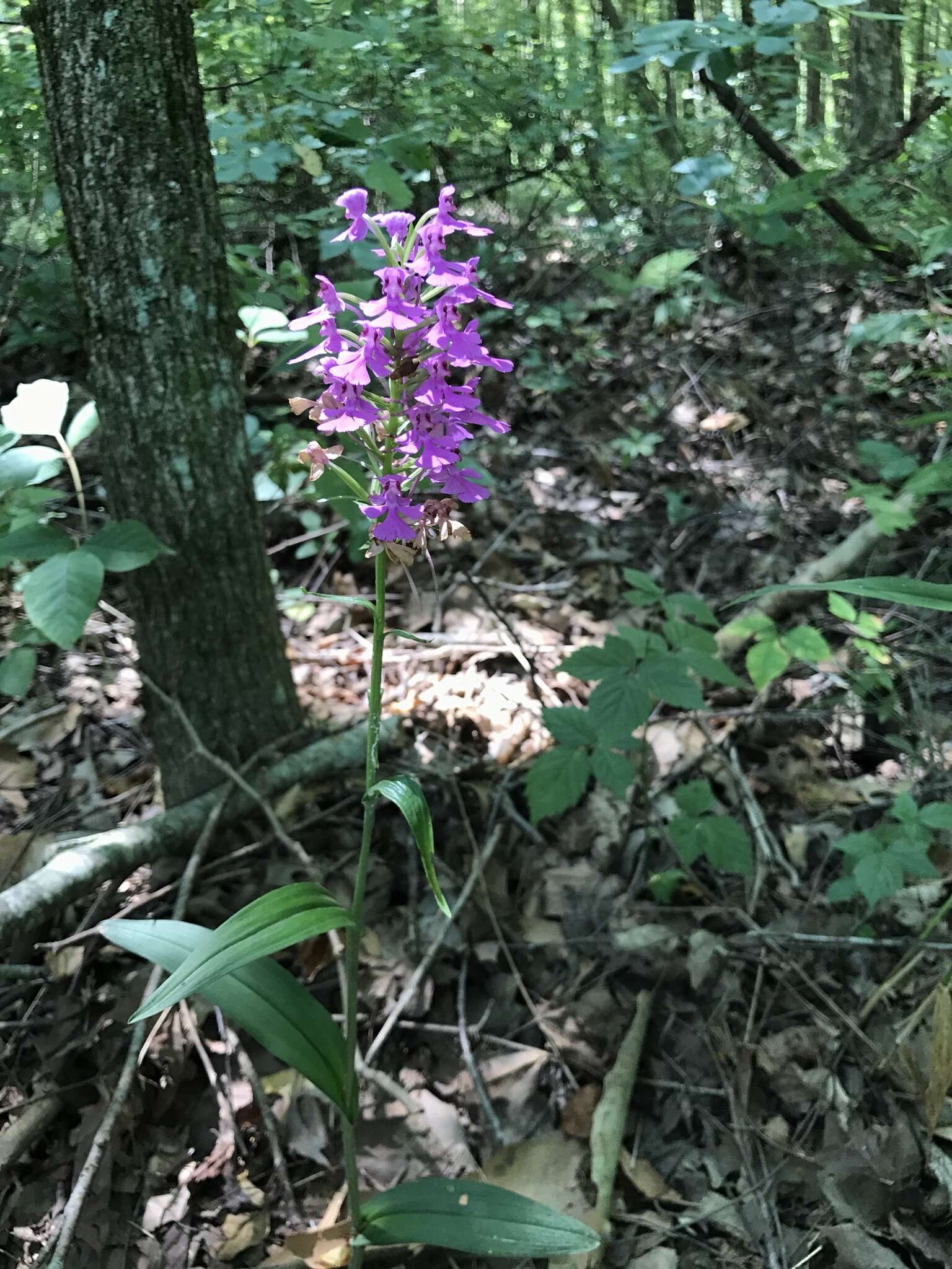 Image of Purple fringed orchid