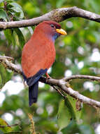 Image of Blue-throated Roller