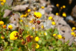 Image of Calceolaria filicaulis subsp. luxurians (Witasek) C. Ehrhart