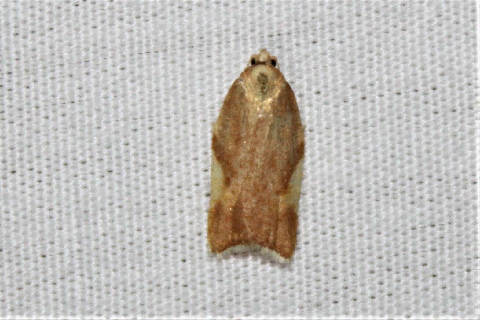 Image of Acleris foliana Walsingham 1879