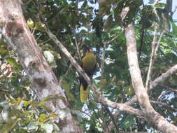 Image of Amazonian Oropendola