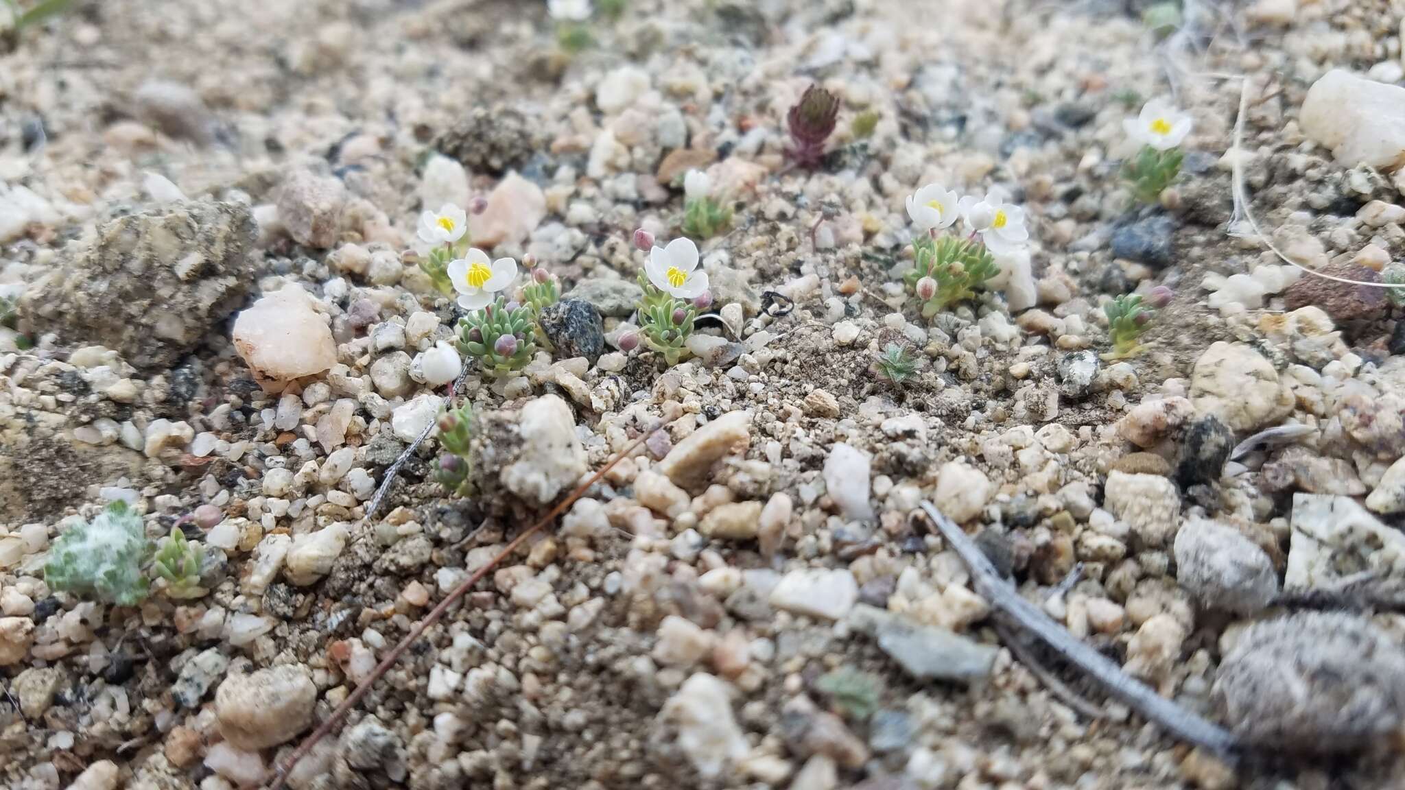 Image of White pygmy-poppy