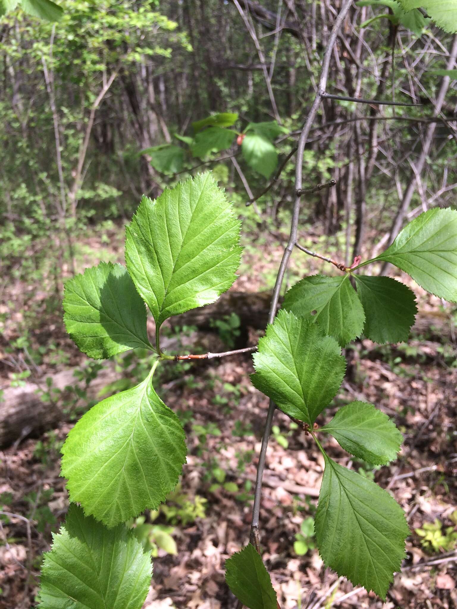 Plancia ëd Crataegus scabrida Sarg.