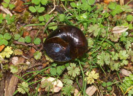 Image of New Zealand microsnails