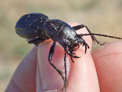 Image of Mojave Giant Tiger Beetle