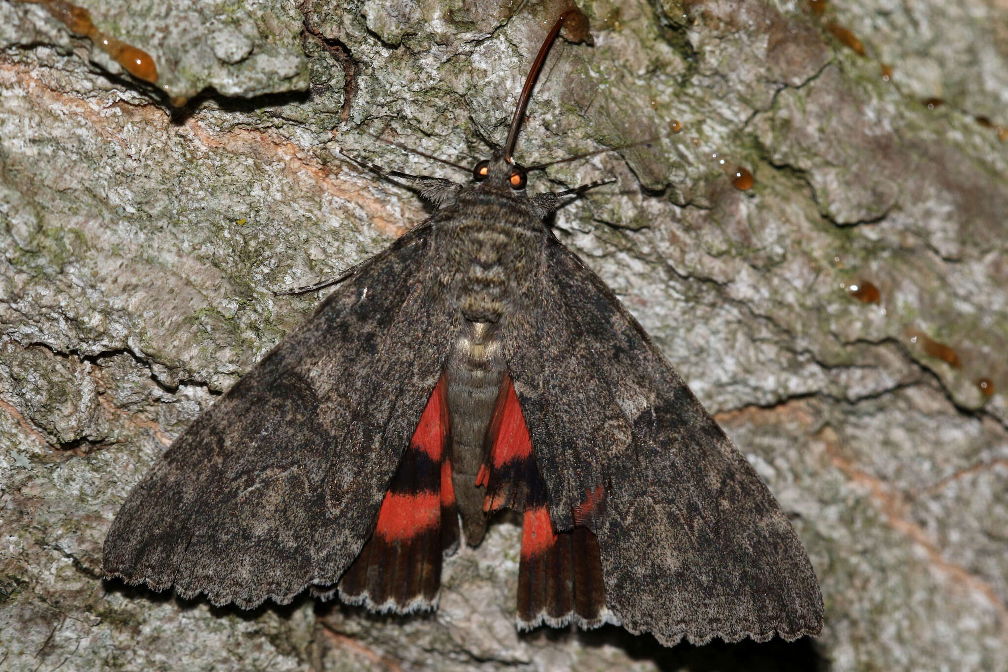 Image of red underwing